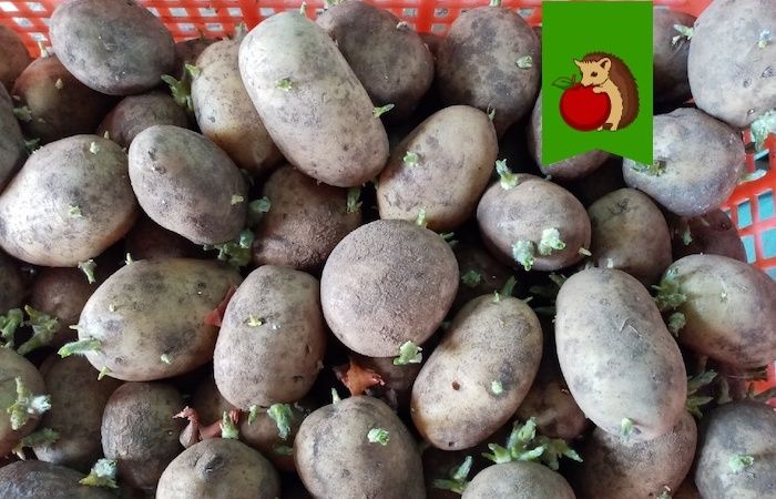 Как выбрать идеальные дни для посадки картофеля в 2025 году