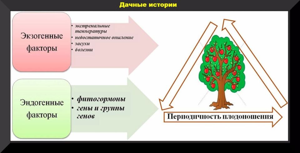 Плодоношение яблонь без перерывов