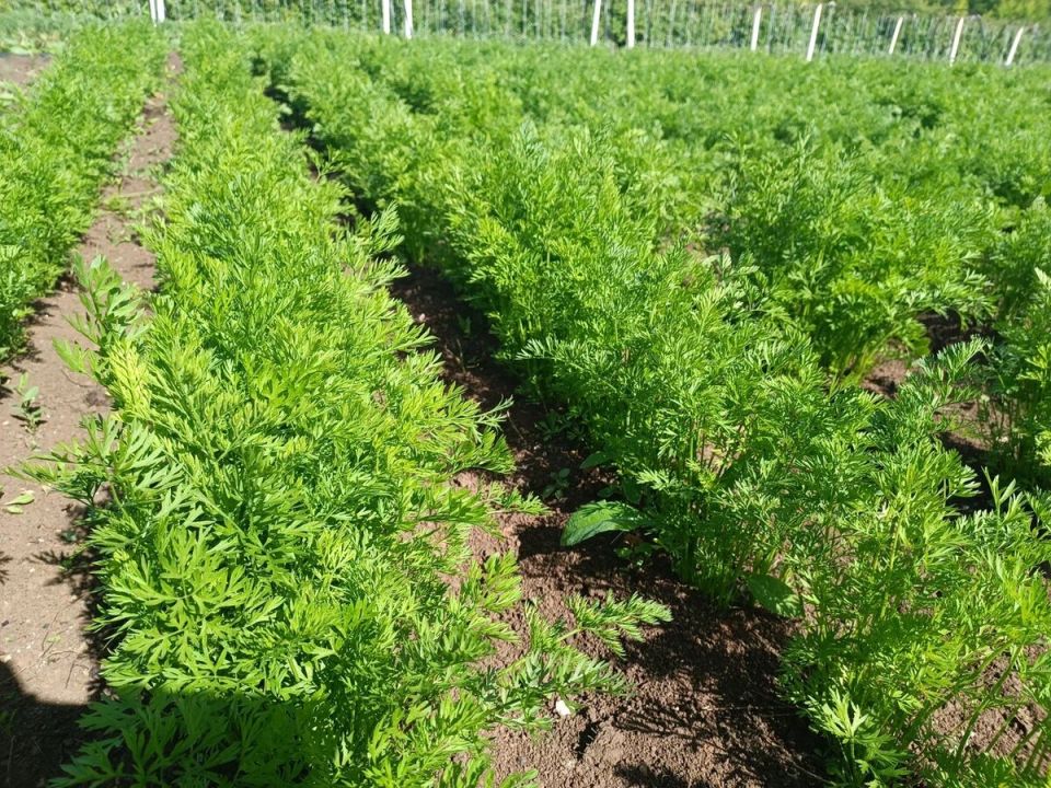 Эффективные методы хранения моркови: советы от опытных агрономов