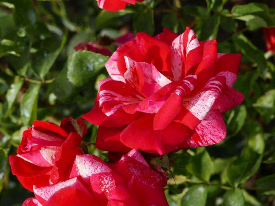 Когда роза не цветет: причины и простые решения