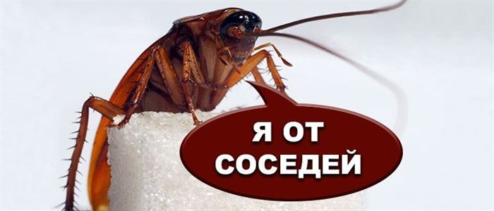 Когда соседи становятся настоящими «врагами»: как бороться с тараканами и получить компенсацию