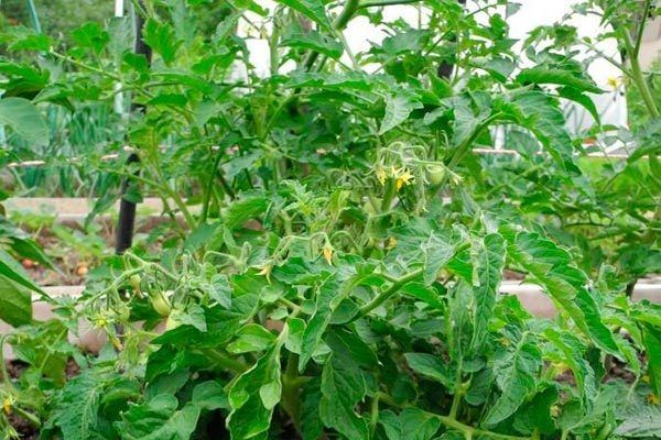 Томат Челнок: идеальный выбор для вашего огорода