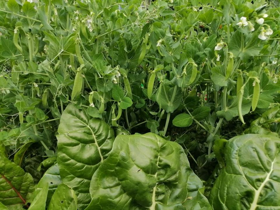 Замачивание гороха: стоит ли терять время перед посадкой?