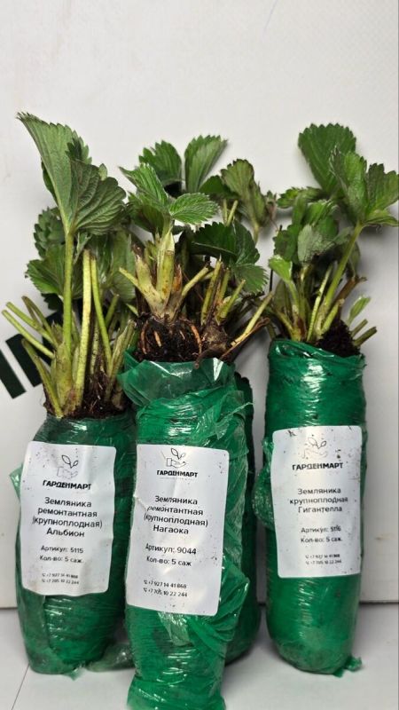 Как саженцы становятся зелеными звездами вашего сада