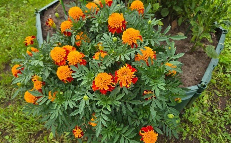 Как бархатцы становятся секретным оружием для улучшения почвы в огороде