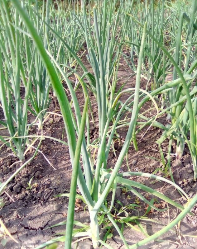 Лук в июле: секреты подкормки для богатого урожая