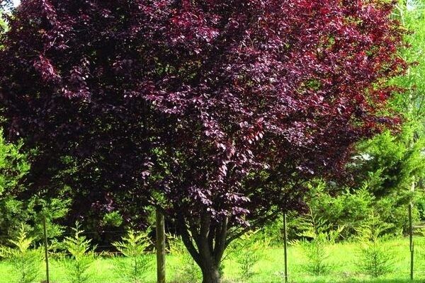 Слива Нигра: как вырастить настоящую садовую жемчужину