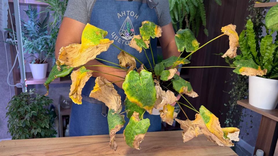 Как вернуть растение к жизни: пошаговая реанимация