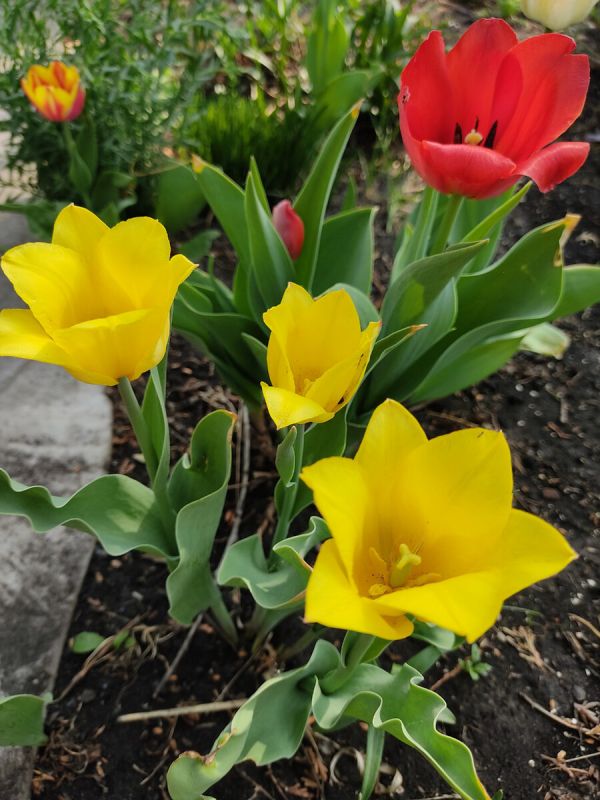 Весной расцветает чудо: цветы, которые оживляют сад