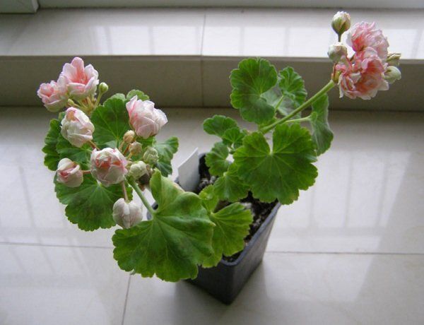 Как выбрать безопасные комнатные растения для детей: советы и рекомендации