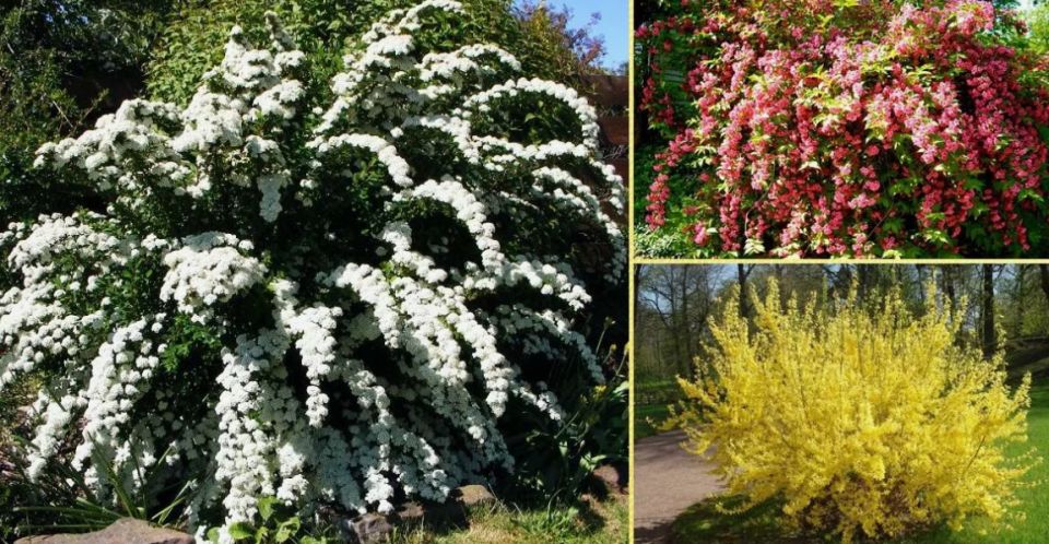 Садовые мечты или мучения: растения, которые не стоит сажать в вашем огороде