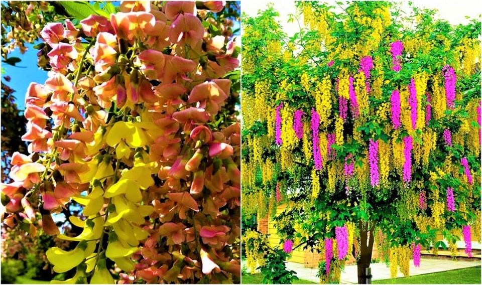 Лабурноцитисус Адама: уникальное цветочное чудо для вашего сада