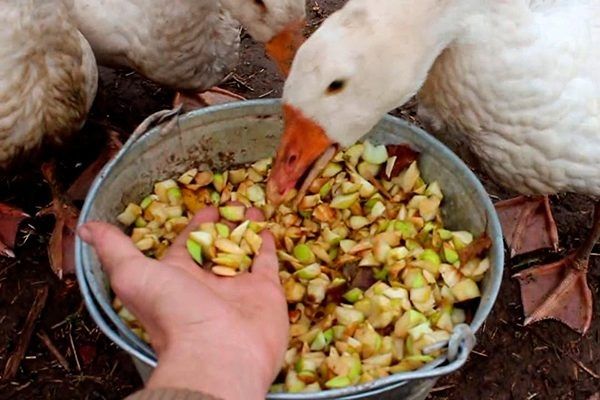 Как правильно забивать гусей: полезные советы и методы для фермеров
