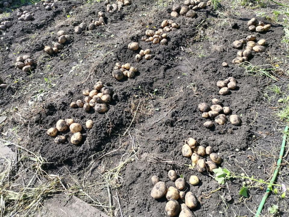Собираем и готовим семенной картофель к зиме