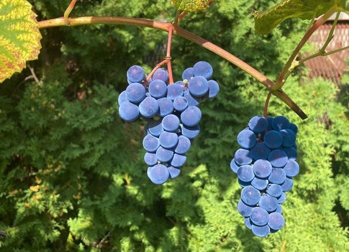 Как сохранить свой виноградный урожай: советы, которые помогут предотвратить потери
