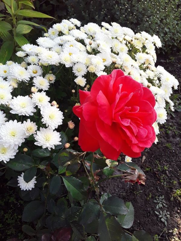 Пересорт растений: обман или неожиданная удача?