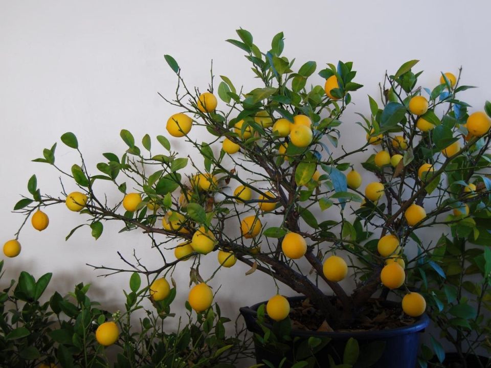 �������� ������ ������ ������: � ��� �������?