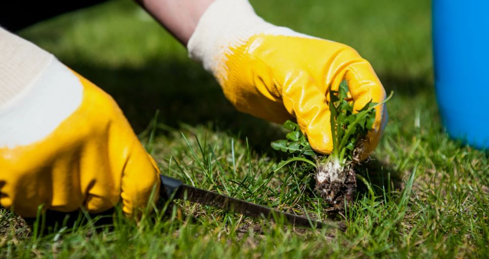 ������� ����������� ������ � ���������: ��� �� ������� ����� �������