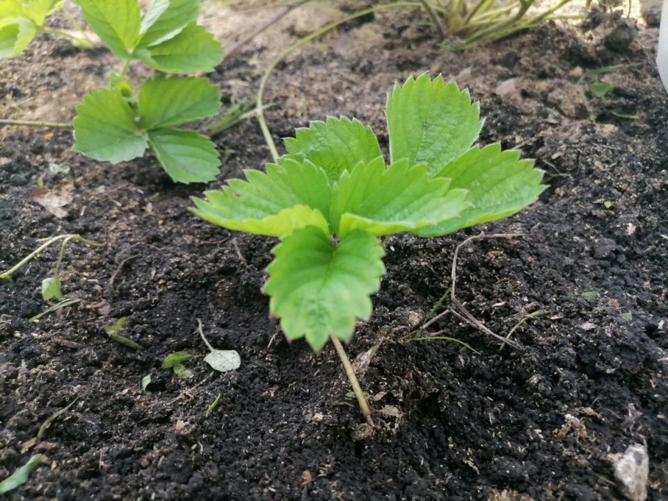 ��� ����� ���������� ��������� � �������� ��� ���������: ����������� ����� ������