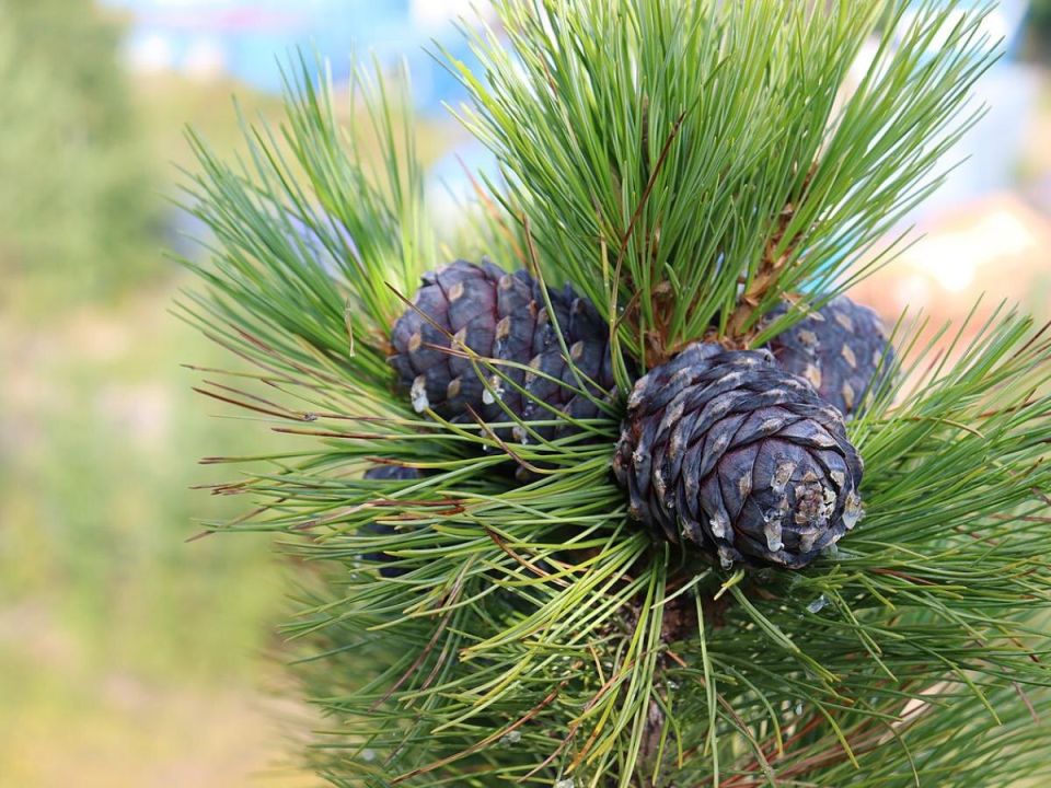 Открытие чудес природы: британские пенсионеры вырастили 90 миллионов летнюю сосну Воллеми