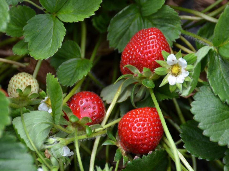 Как чеснок может спасти вашу клубнику: секреты естественной защиты