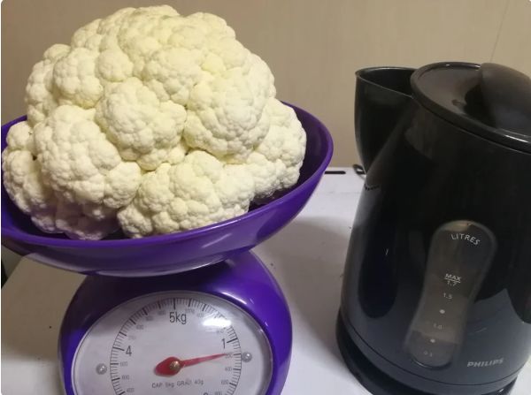 Секреты выращивания брокколи Хронос: когда и как собирать урожай