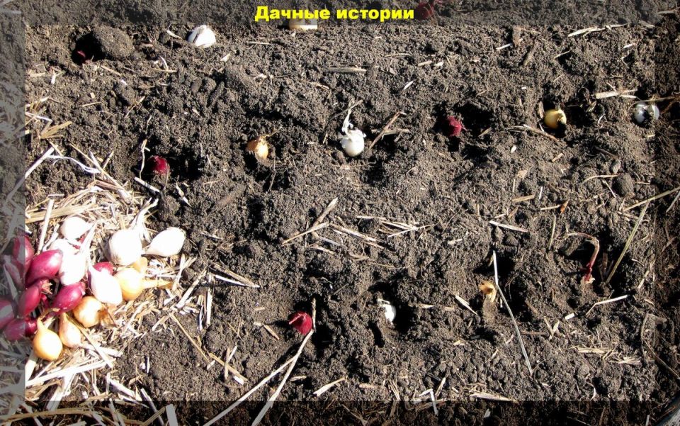 Топ-4 ошибки при посадке лука, которые могут испортить весь урожай