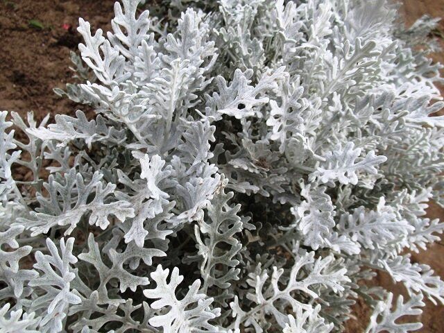 ��� ��������� ��������� ���������: ������� �������� �������