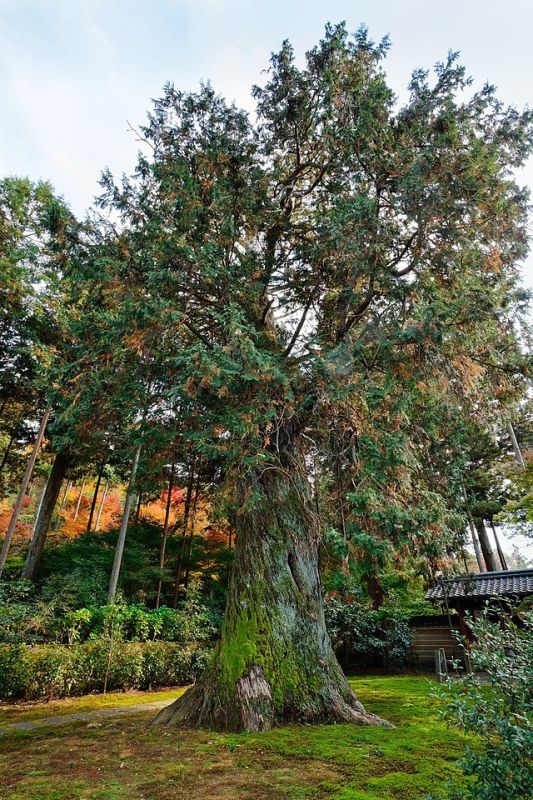 �������-�������: ��������� ������ ��� ������ ����