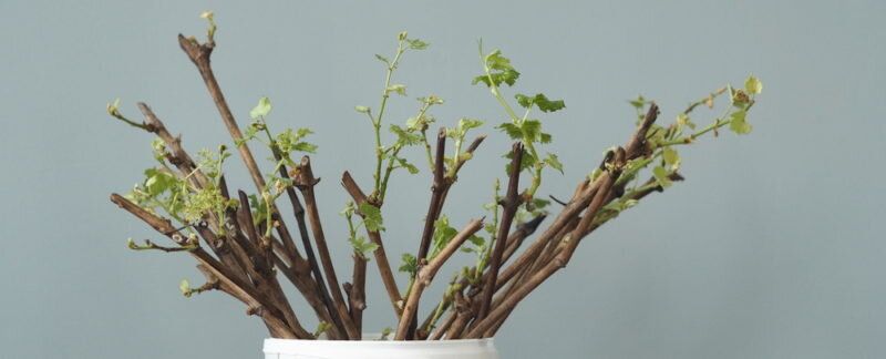 ������� ��������� ����������� ���������: ����� � ��� ��������� ������ �������