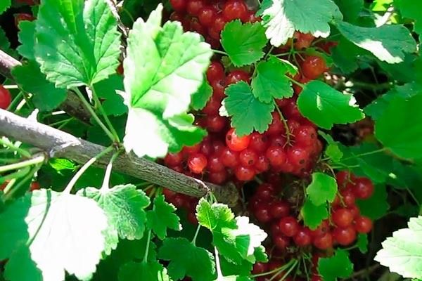 ������� ��������� ����: ��� ��������� � � ���������