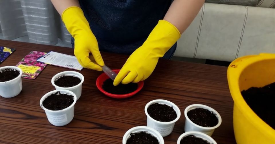 ������� ������� ������: ����� ����� ����� � ������ 2026 ����