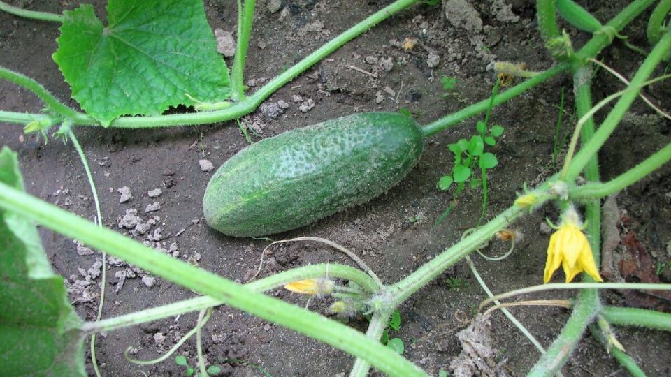 ������ ������ ������� � ��� � ���� ��������