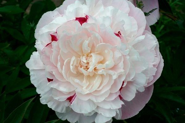 ���� ��� ������: ���������� ������ ���� � �������� �����