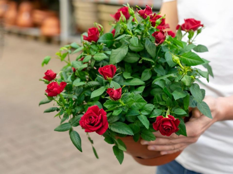 ��� ���������� ��������� ���� ���������� �������