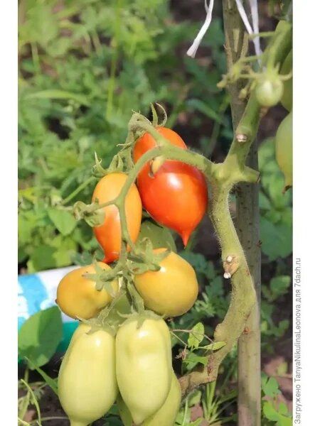 ����� ��� �� ���� ���: ���������� ����������� � ��������������� ������