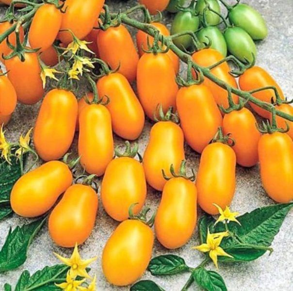 Томат Финик желтый: спокойный взгляд на сладкие миниатюры на вашем столе