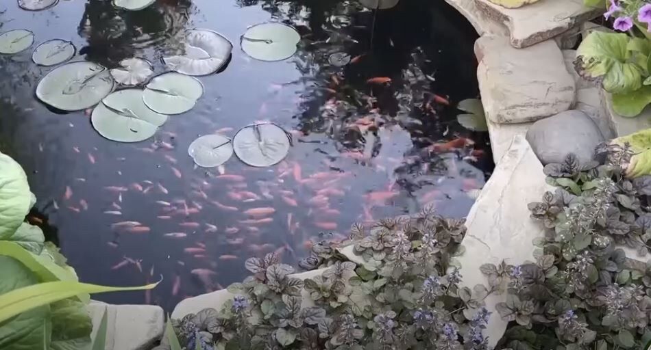 Как обеспечить кристально чистую воду в рыболовном пруду