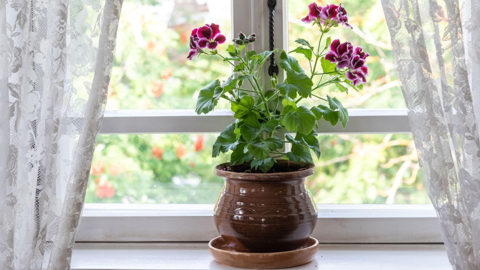 ������ ������� ����� �� �� ������� �����: ��� ��� ����� ��� ������