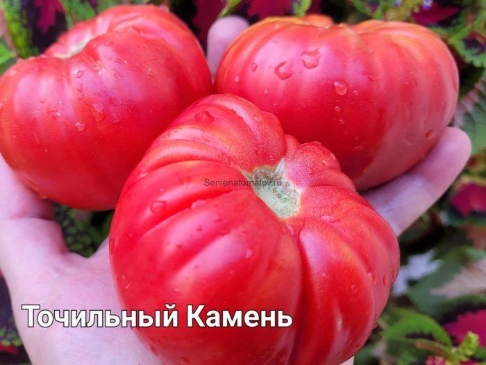 Томат Точильный камень: как вырастить гигантов на своем участке