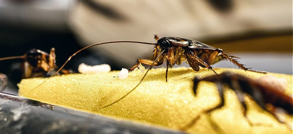 Тараканы в доме: как быстро и эффективно избавиться от них