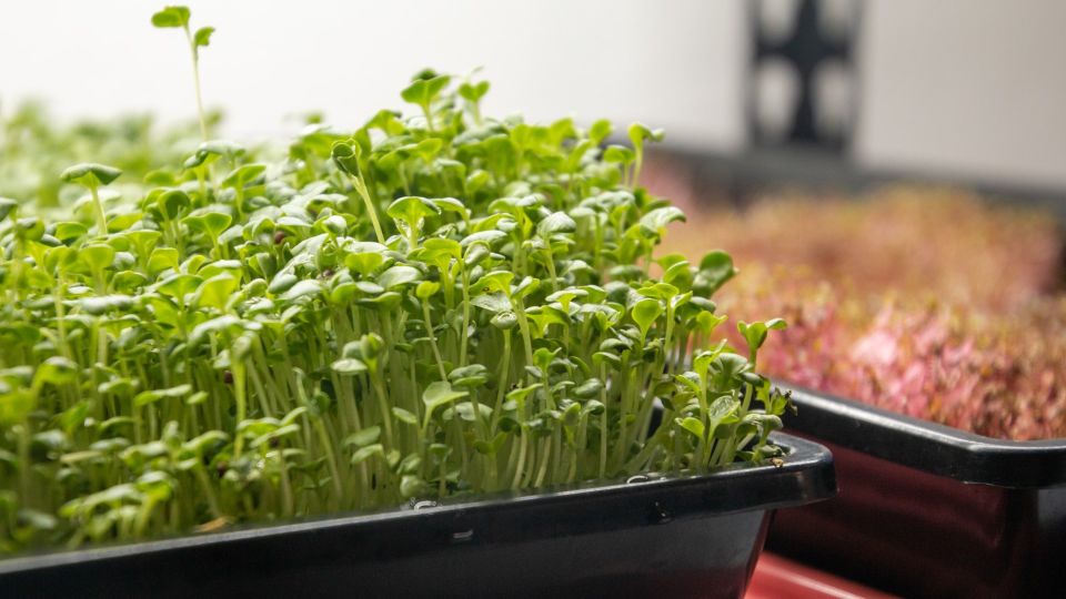 ������ �������� ������ �� �����������: ��� ��� ������ ������� ���� ������