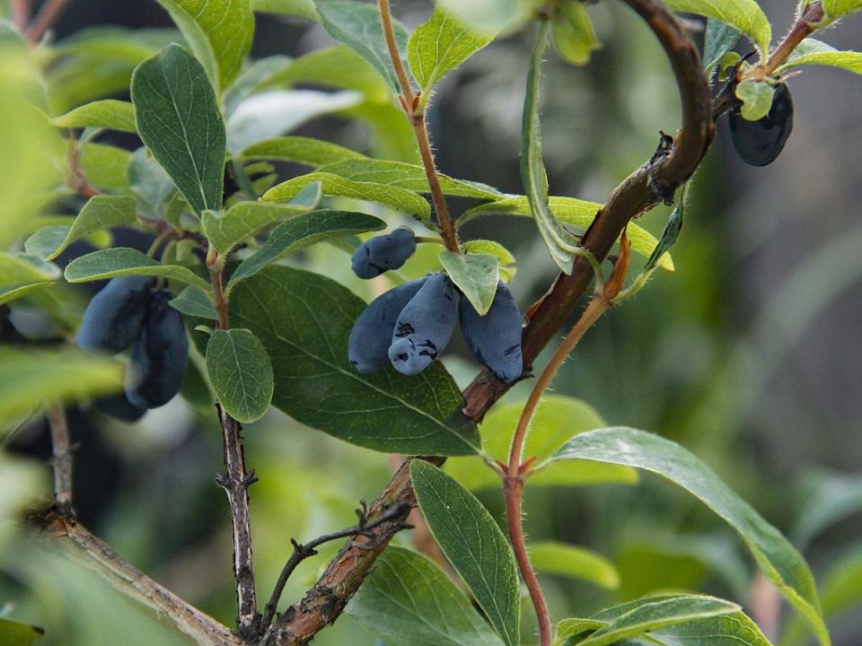 Жимолость: секреты посадки и ухода за ягодным райским кустом