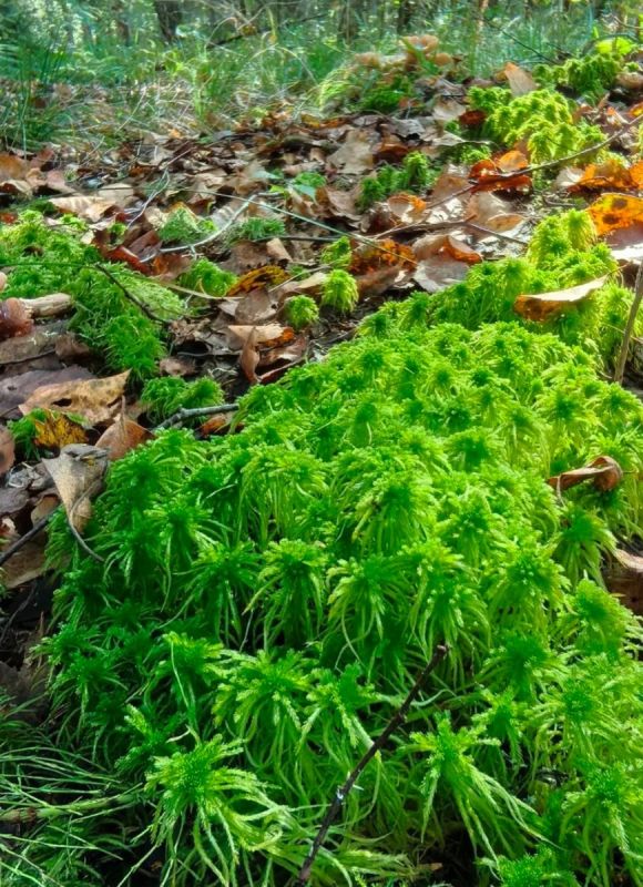 ��������� �����: ��� ��� ����� ����������� ��� ���