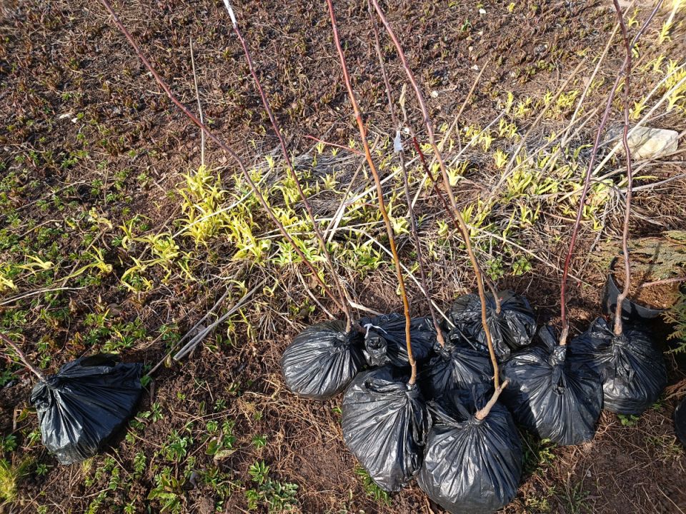 ��� ��������� ����������� �������� ����������: ������� ����������� ��� ��������