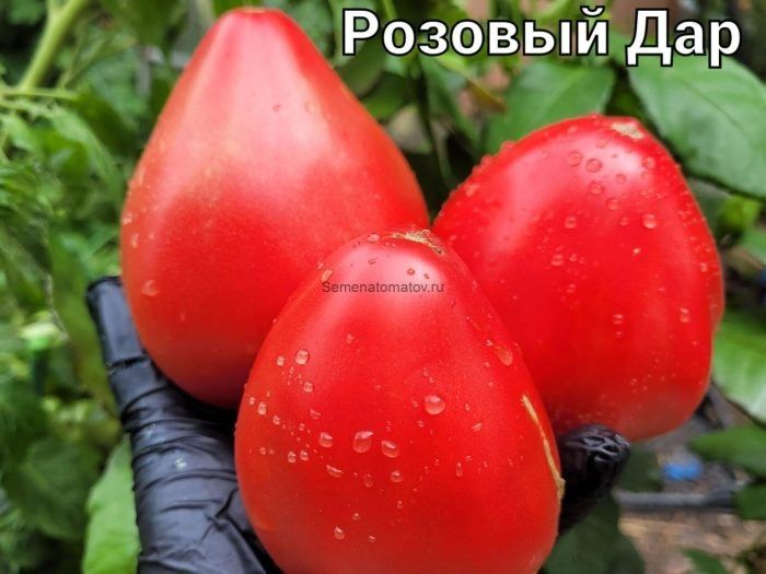 ����� ������� ���: ��� ��������� ������� ����� ��� ������� � �����������