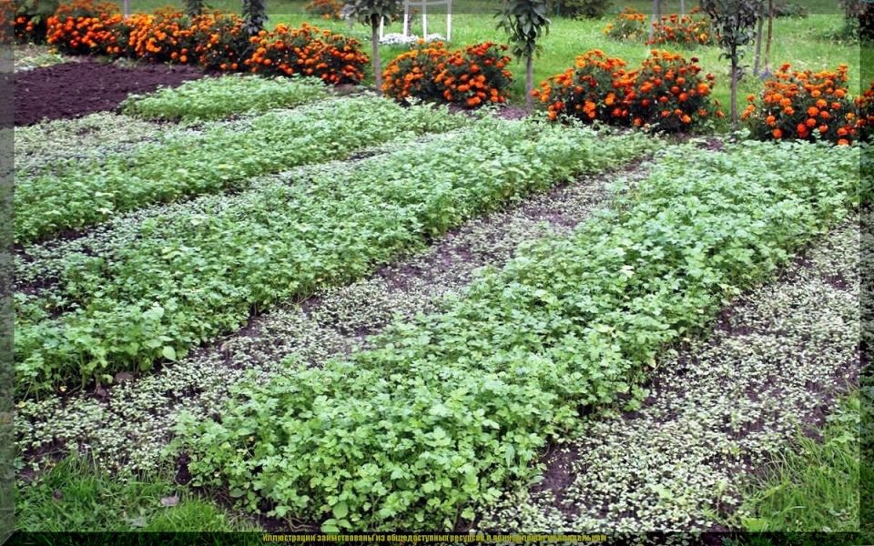 ��� ������������ �������� ����� ������: ������� ��������� ��������������