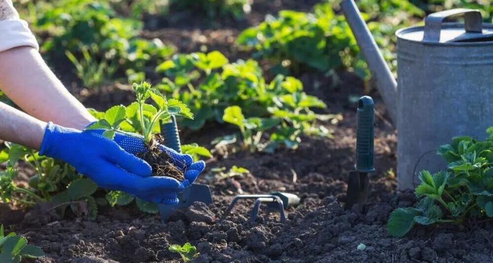 ����: ����� ����� ������� ��� ���������� �������