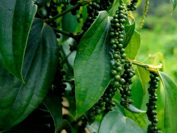 ����������� ������� ����� � �������� ��������