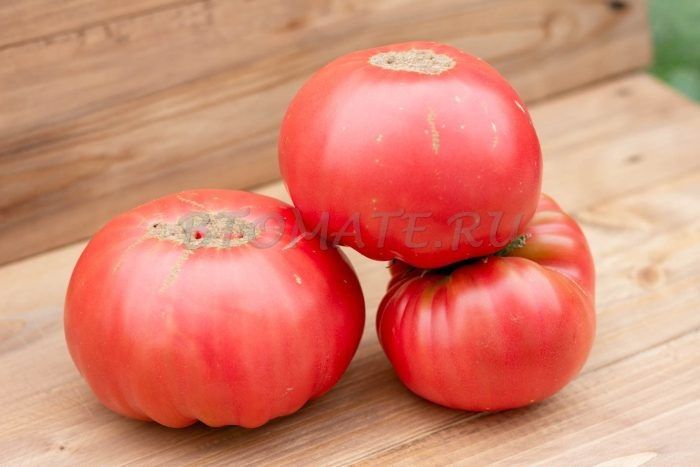 Томат Ырга: 5 приёмов, чтобы получить по 800 г с куста — проверено на своей теплице